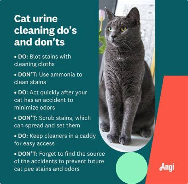 Can dry cleaning get cat pee smell out?