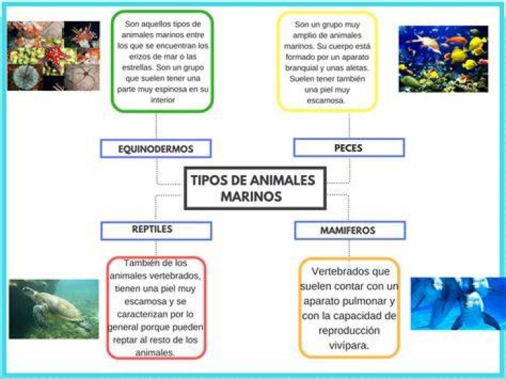¿Cuántas especies hay en el mar?