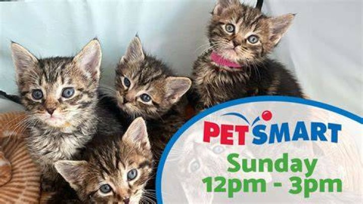 Does PetSmart do rescue animals?