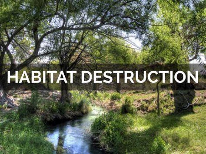 How did habitat destruction begin?