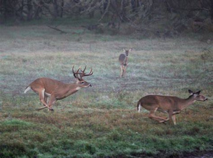 What does it mean when a deer is in a rut?