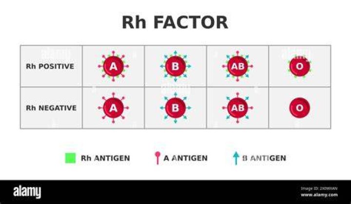 Which blood types are Rh positive?