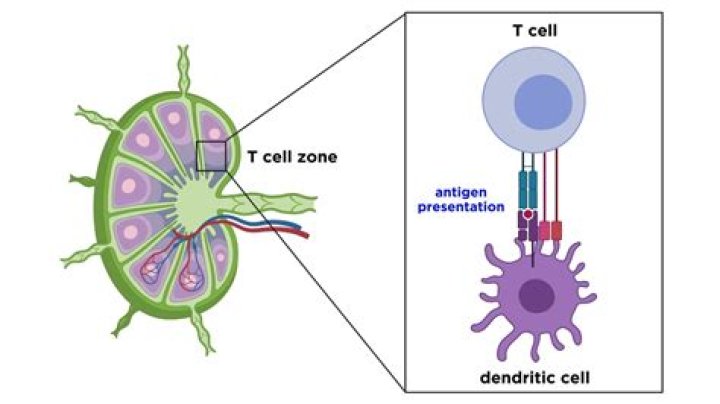 Which lymphoid tissues trap and remove?